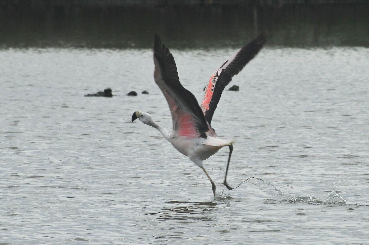 Andean Flamingo - Guilherme Serpa