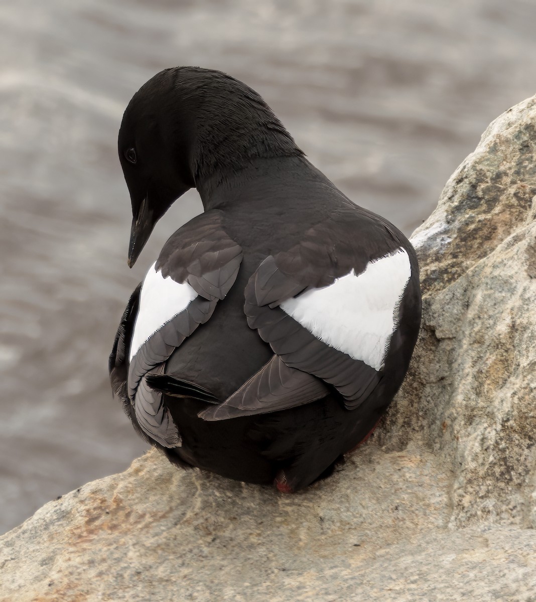 Guillemot à miroir - ML621106654