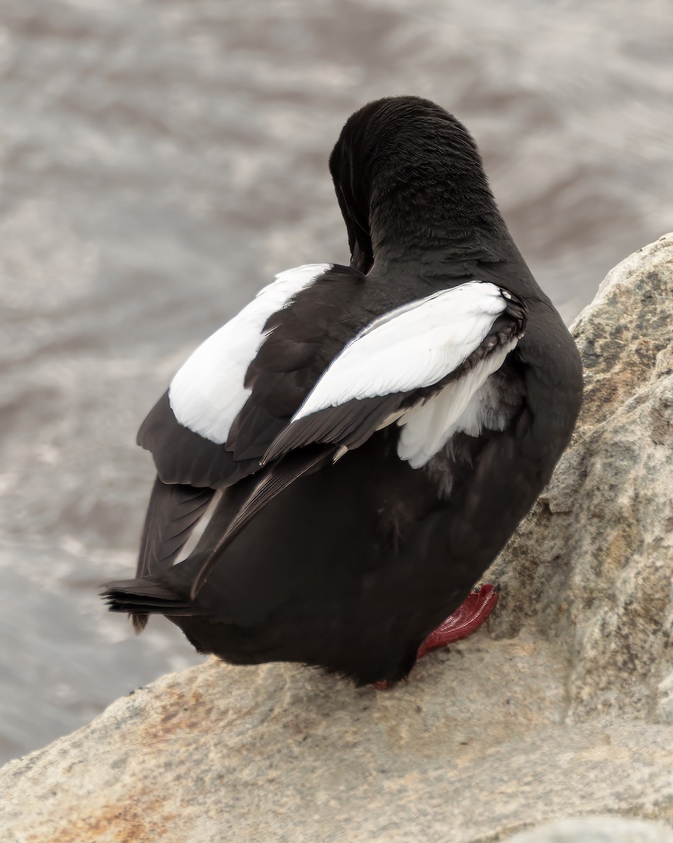 Guillemot à miroir - ML621106655