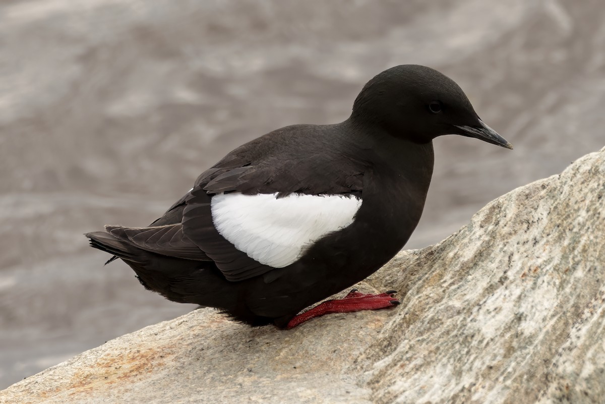 Guillemot à miroir - ML621106656