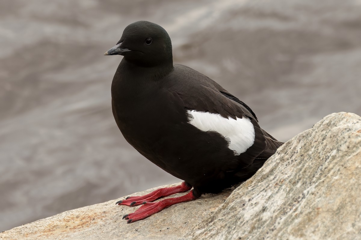 Guillemot à miroir - ML621106657