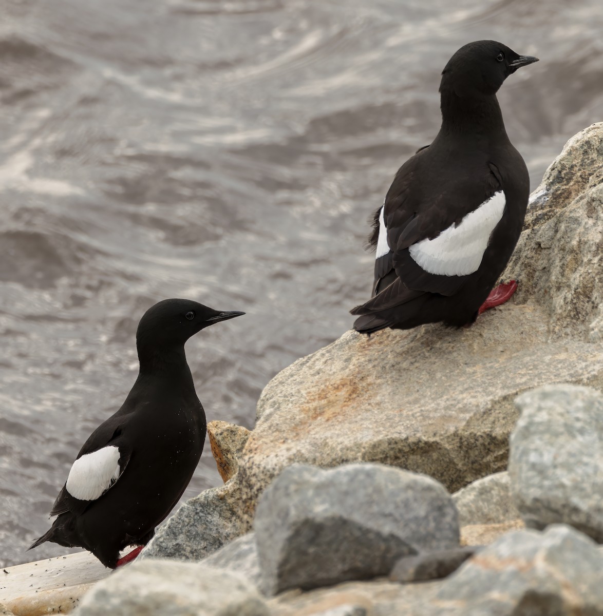 Guillemot à miroir - ML621106658