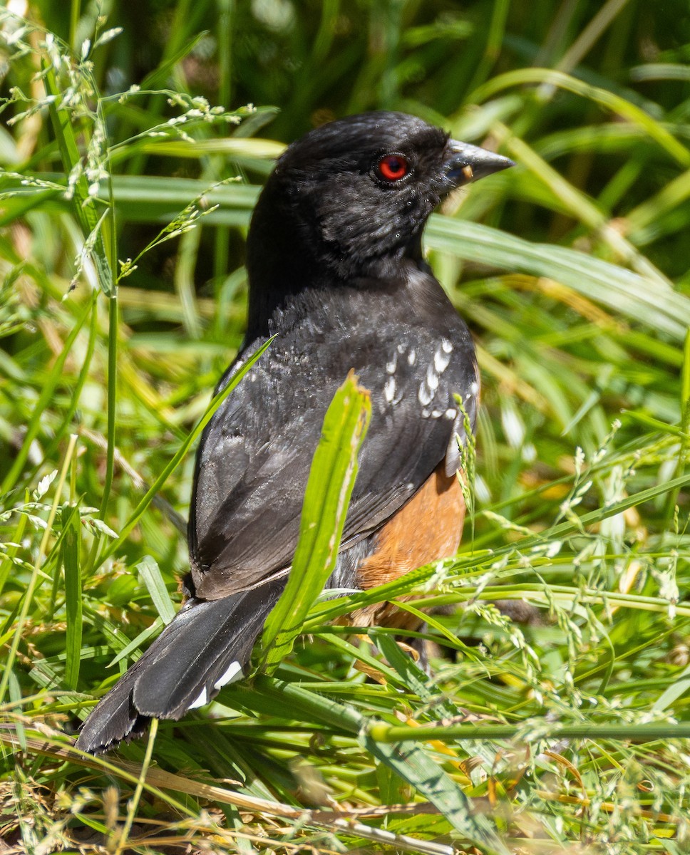 Spotted Towhee - ML621106659