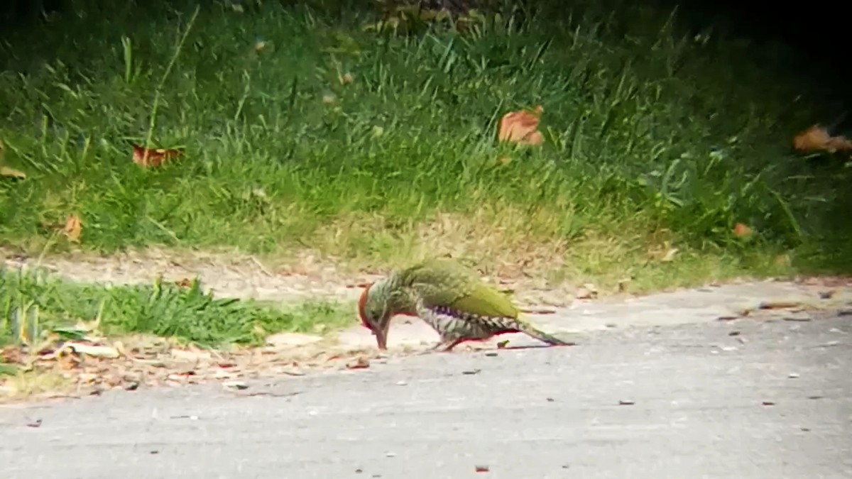 Eurasian Green Woodpecker - ML621106704