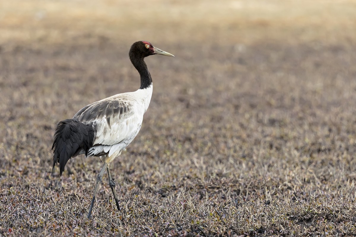 Black-necked Crane - ML621106708