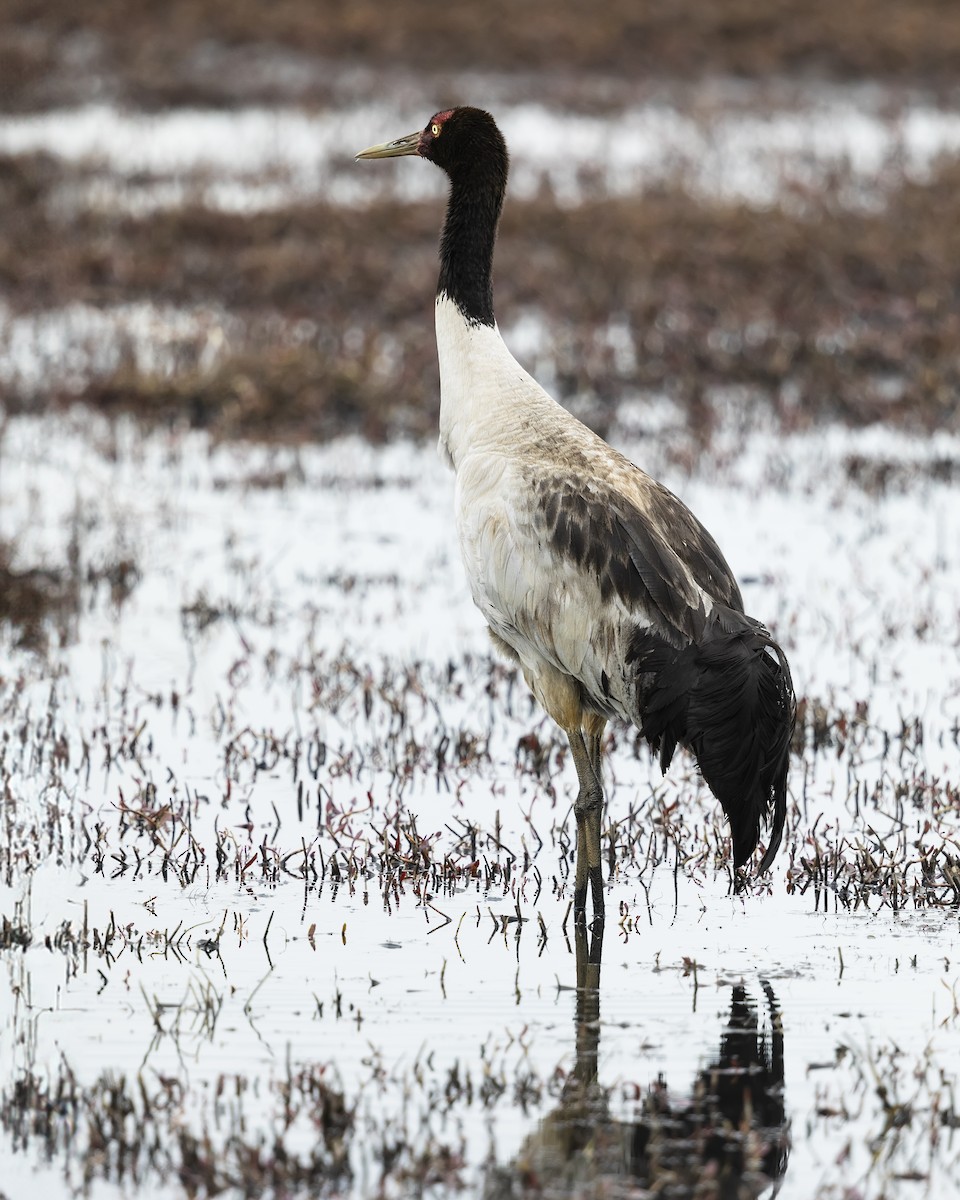 Black-necked Crane - ML621106715