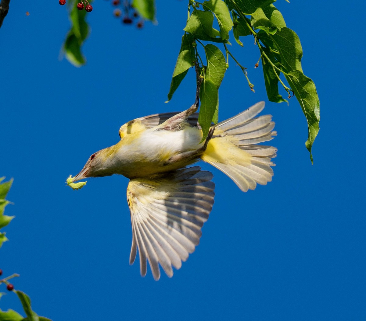 Yellow-green Vireo - ML621106723