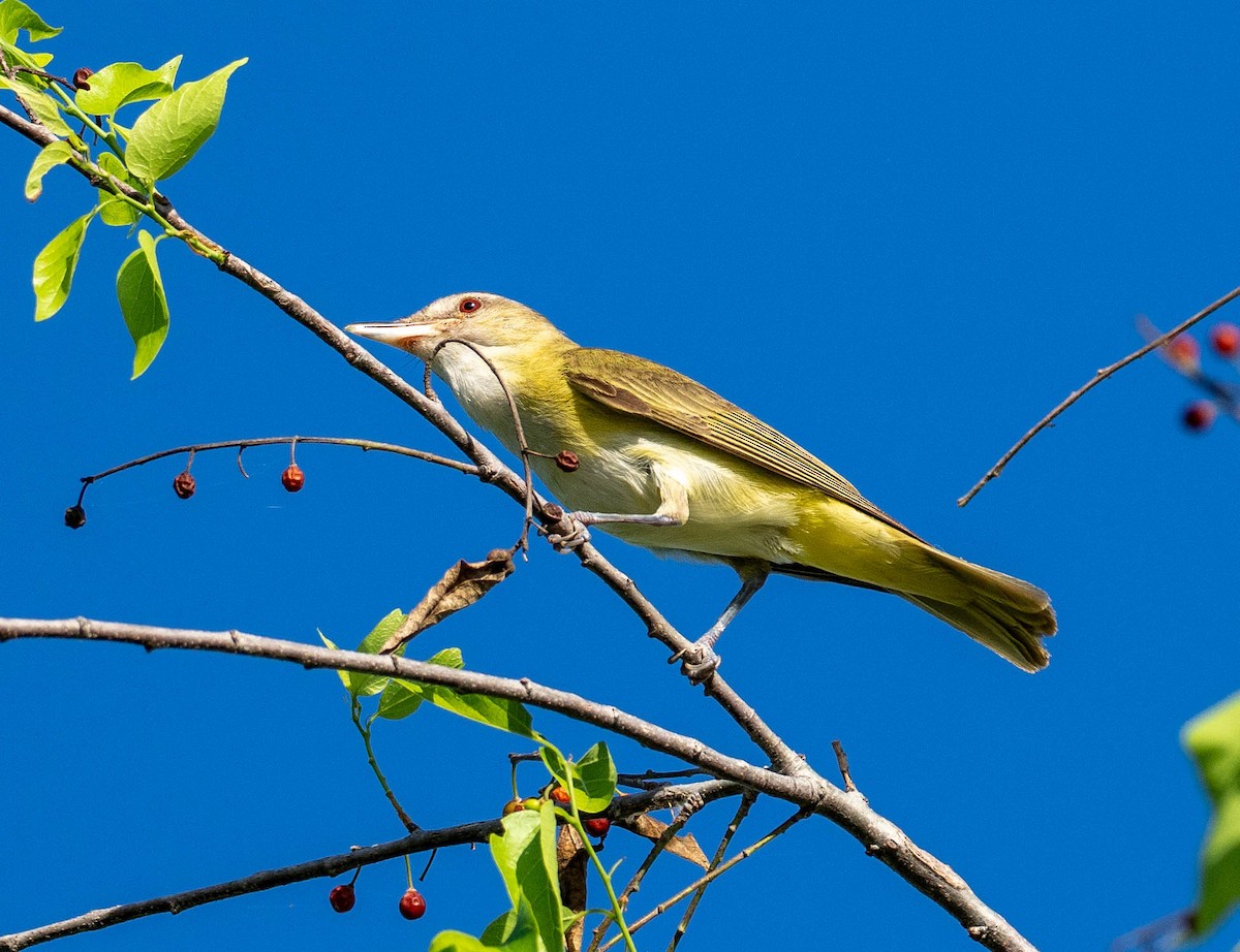 Yellow-green Vireo - ML621106724