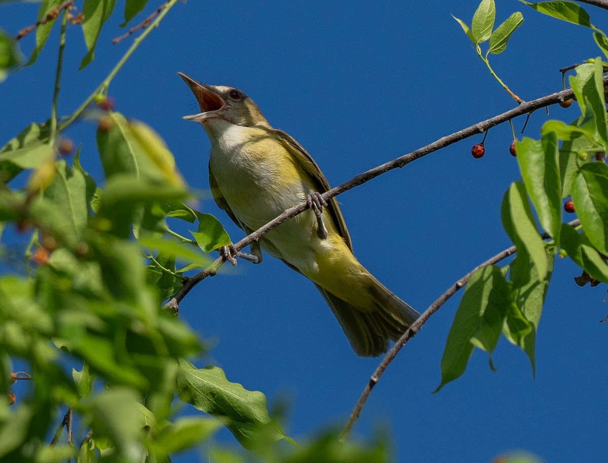 Yellow-green Vireo - ML621106725