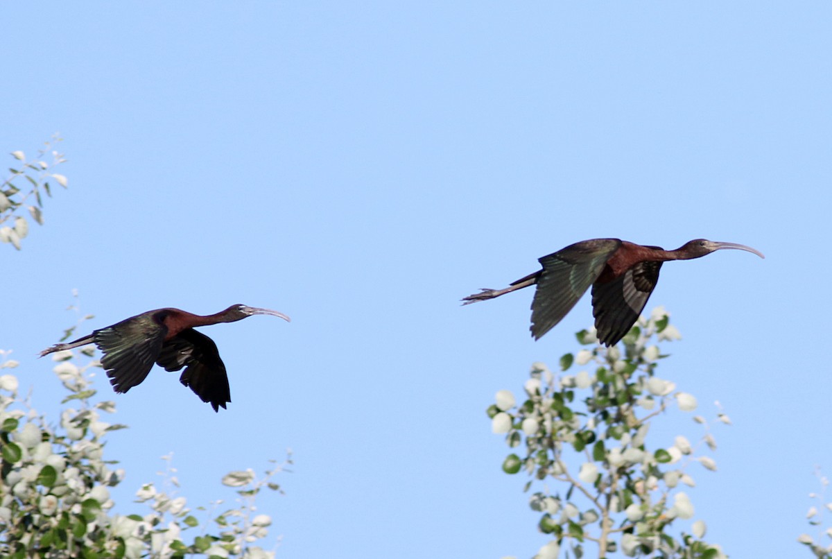 ibis hnědý - ML621106733