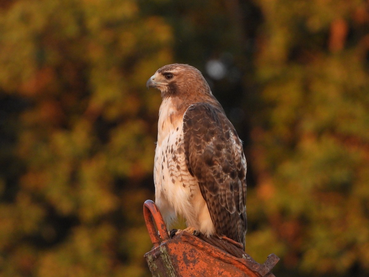 Red-tailed Hawk - ML621106749