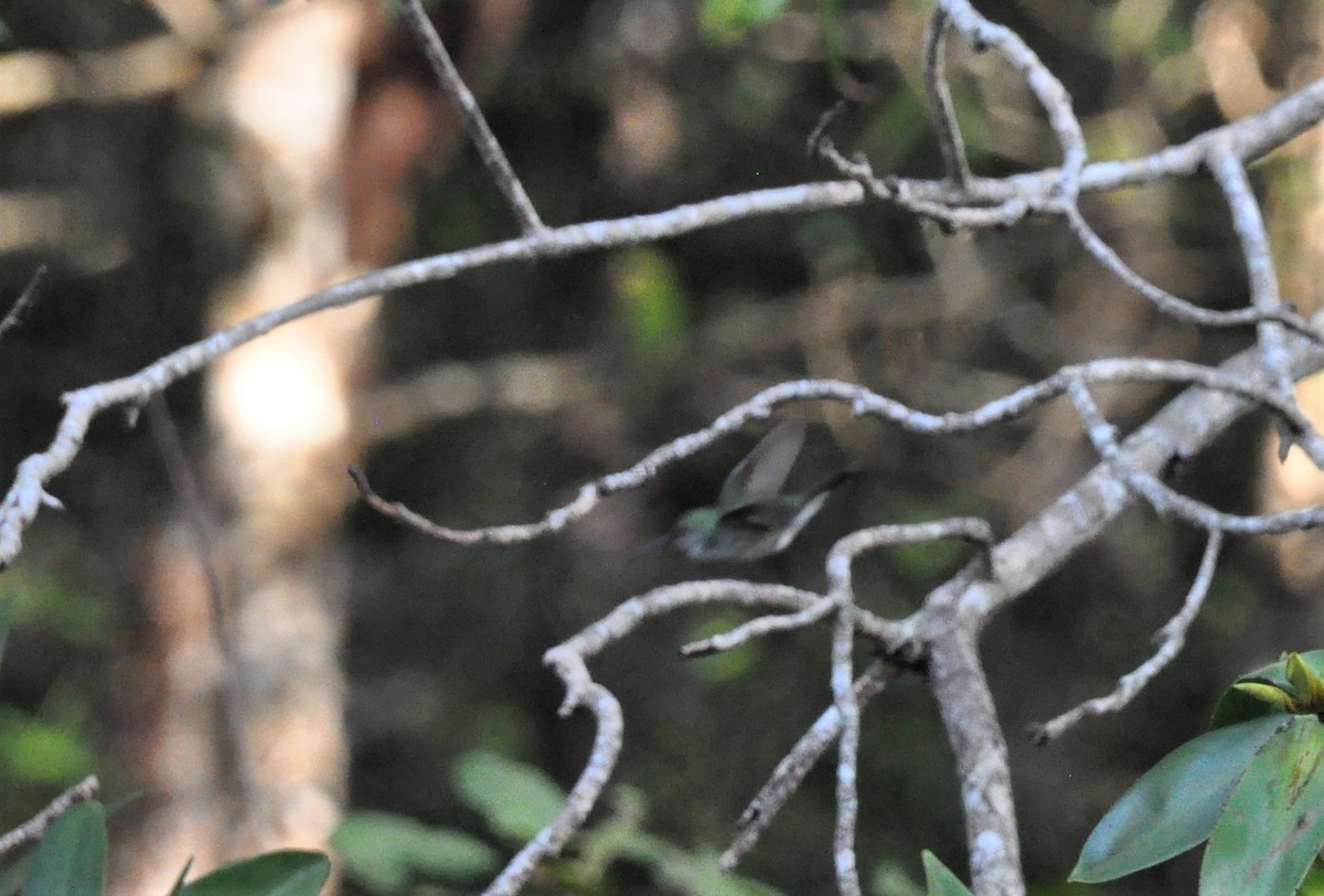 kolibřík mangrovový - ML621106752