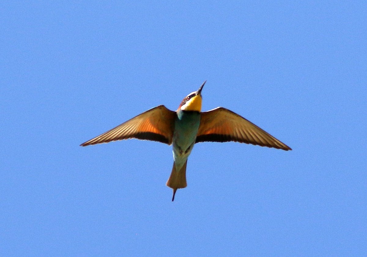 European Bee-eater - ML621106755