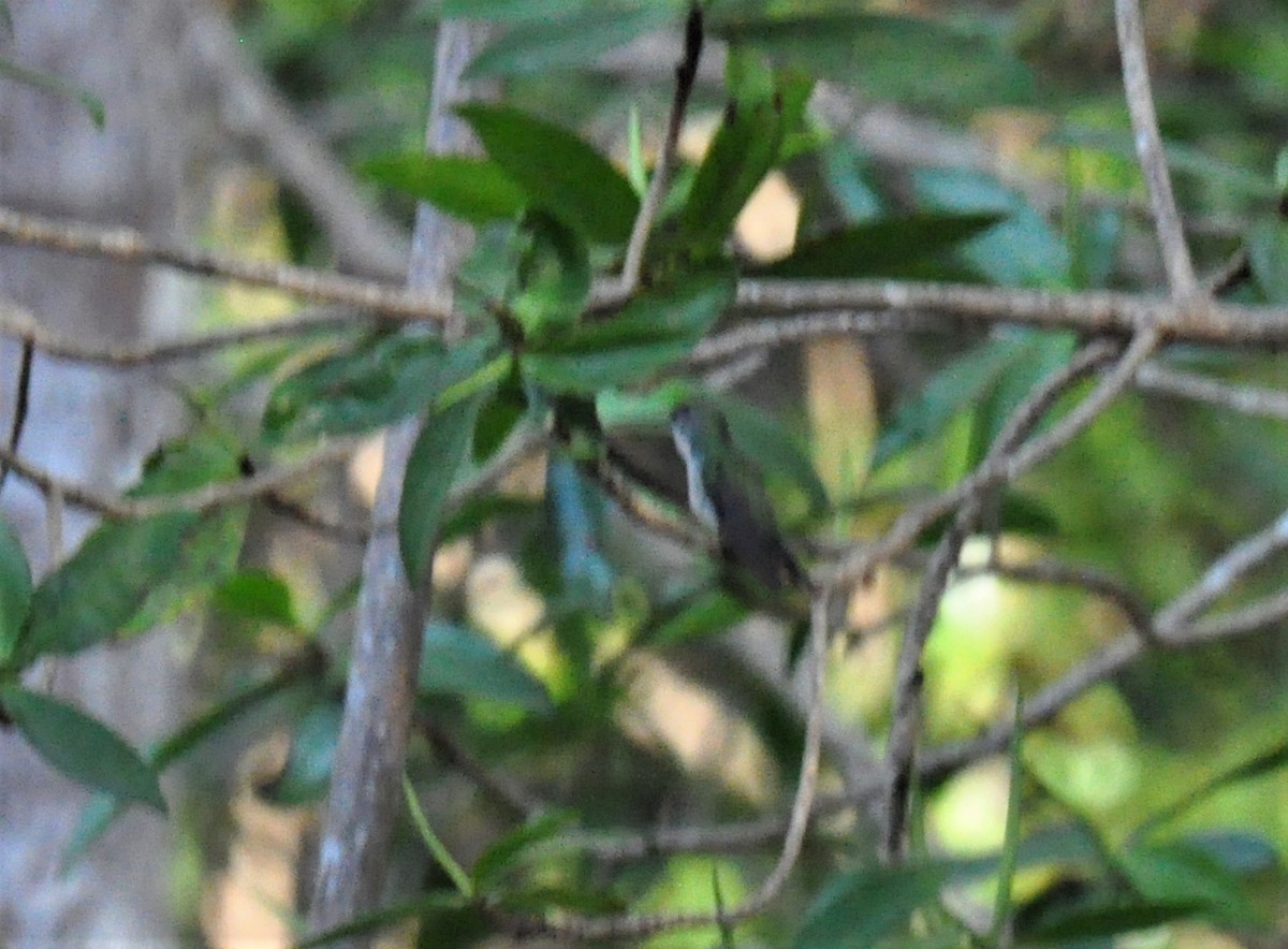 kolibřík mangrovový - ML621106759