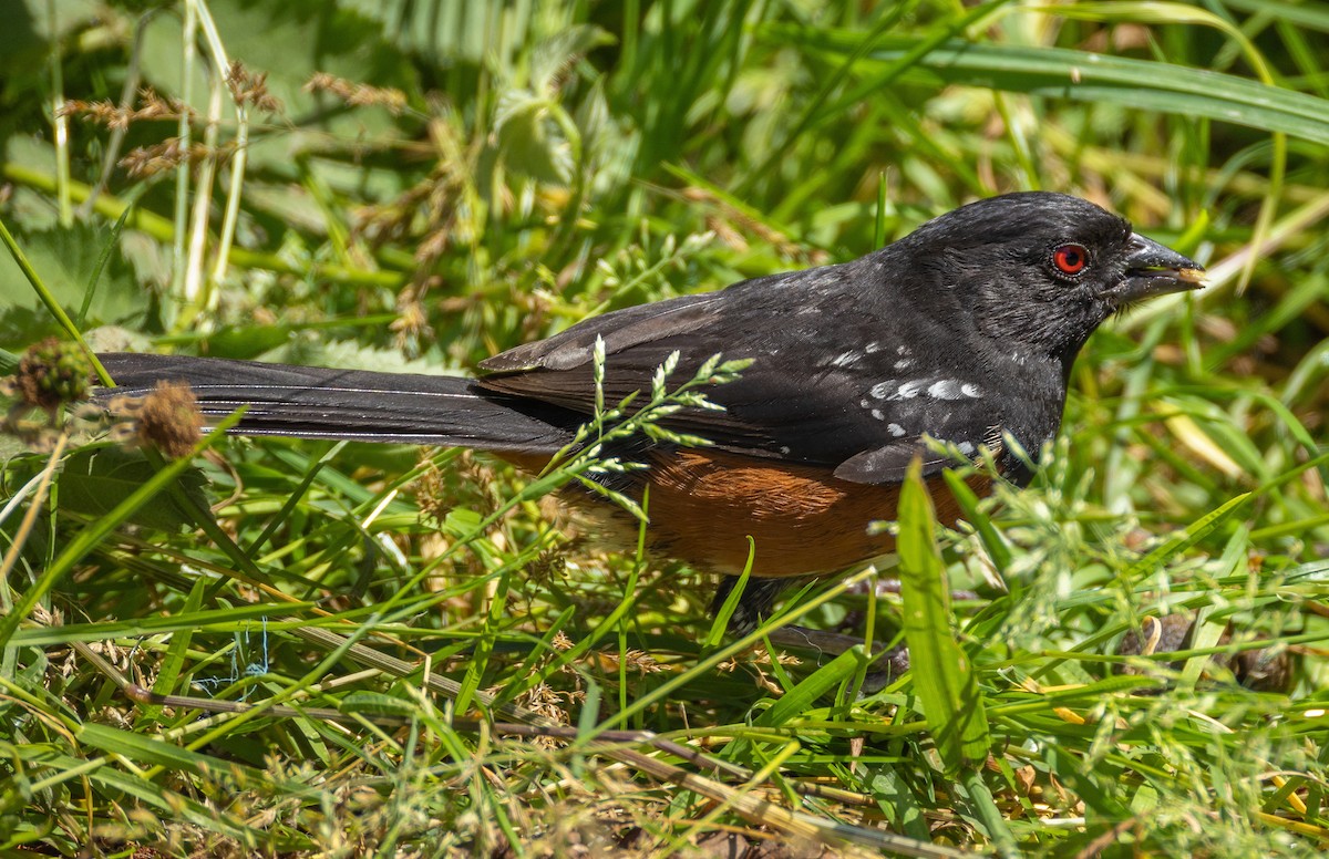 Spotted Towhee - ML621106766