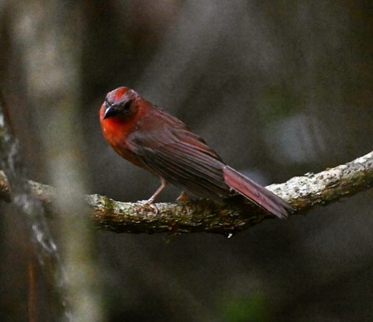 Red-throated Ant-Tanager - ML621106773