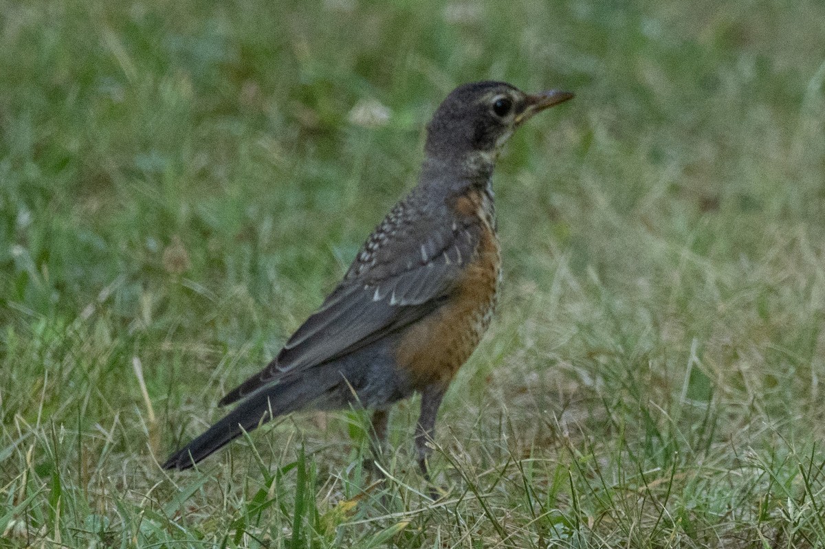 American Robin - ML621106798