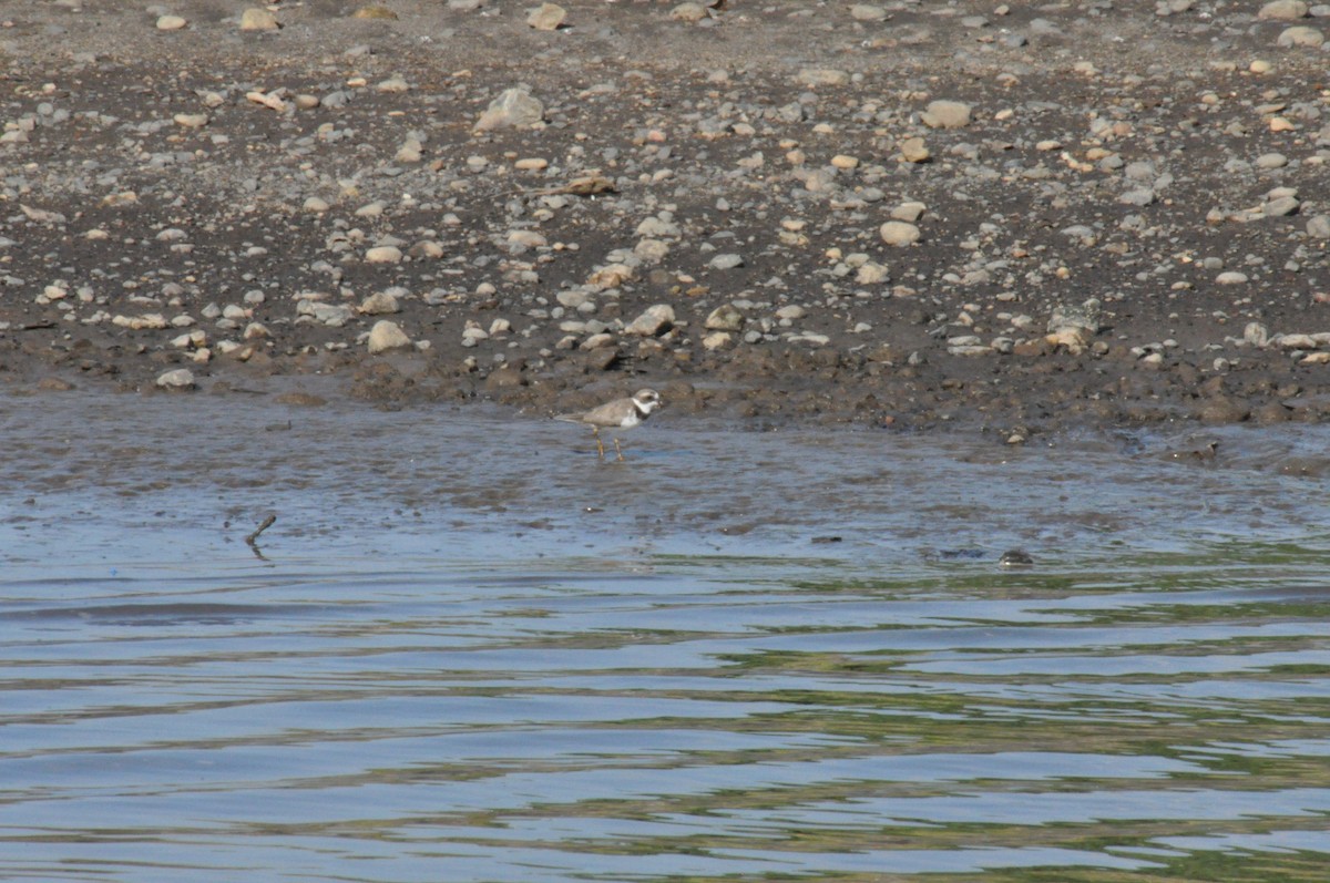 Semipalmated Plover - ML621106826