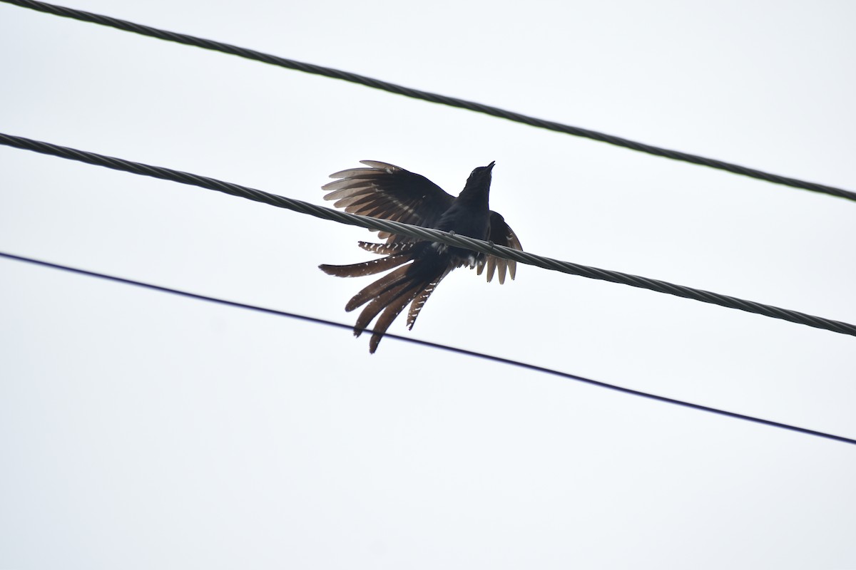 Fork-tailed Drongo-Cuckoo - ML621106884
