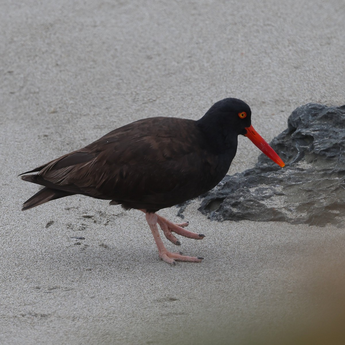 Black Oystercatcher - ML621106920