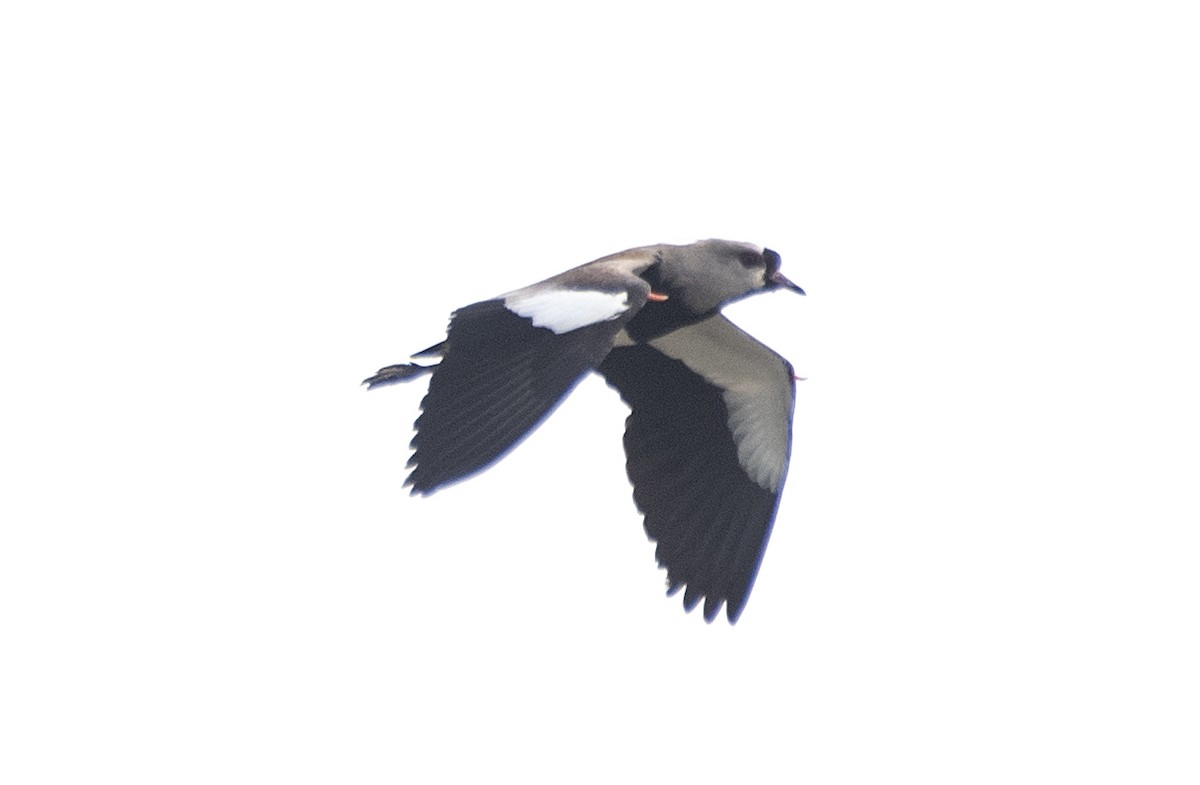Чайка чилійська (підвид lampronotus) - ML621106932