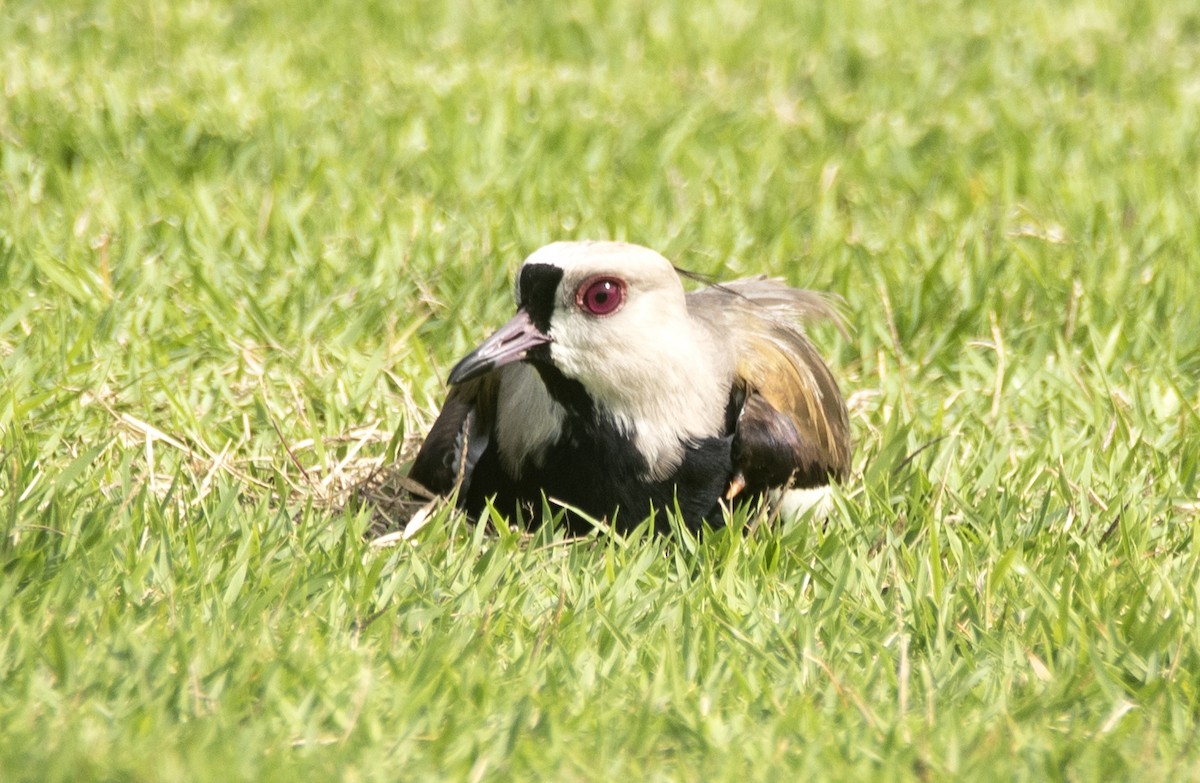 Şili Kızkuşu (lampronotus) - ML621106933