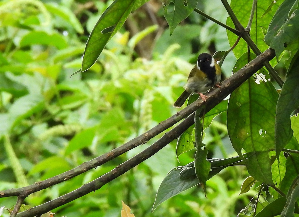 Black-faced Apalis - ML621106967