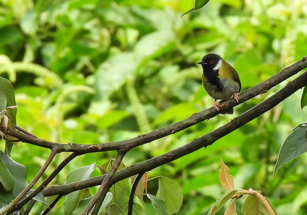 Black-faced Apalis - Matt Slaymaker