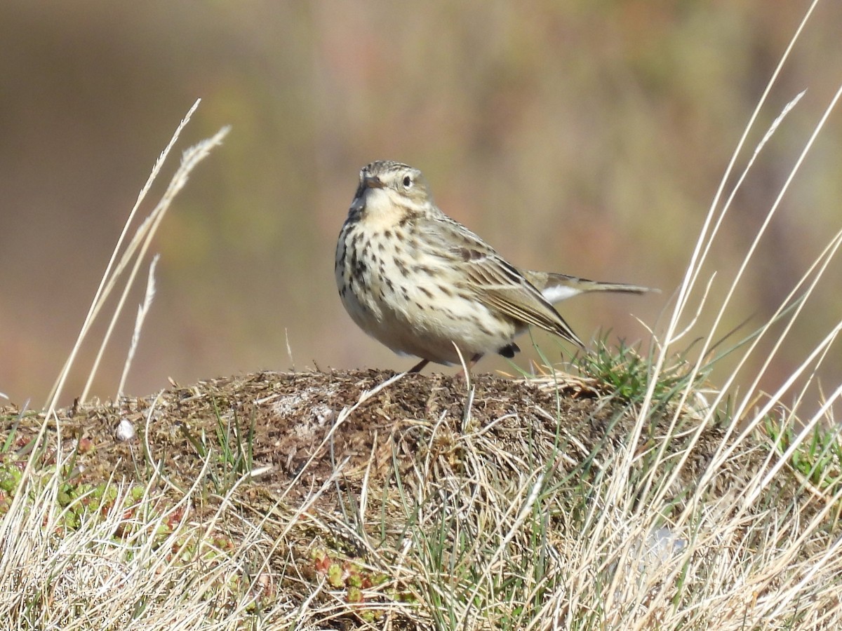 Meadow Pipit - ML621106995