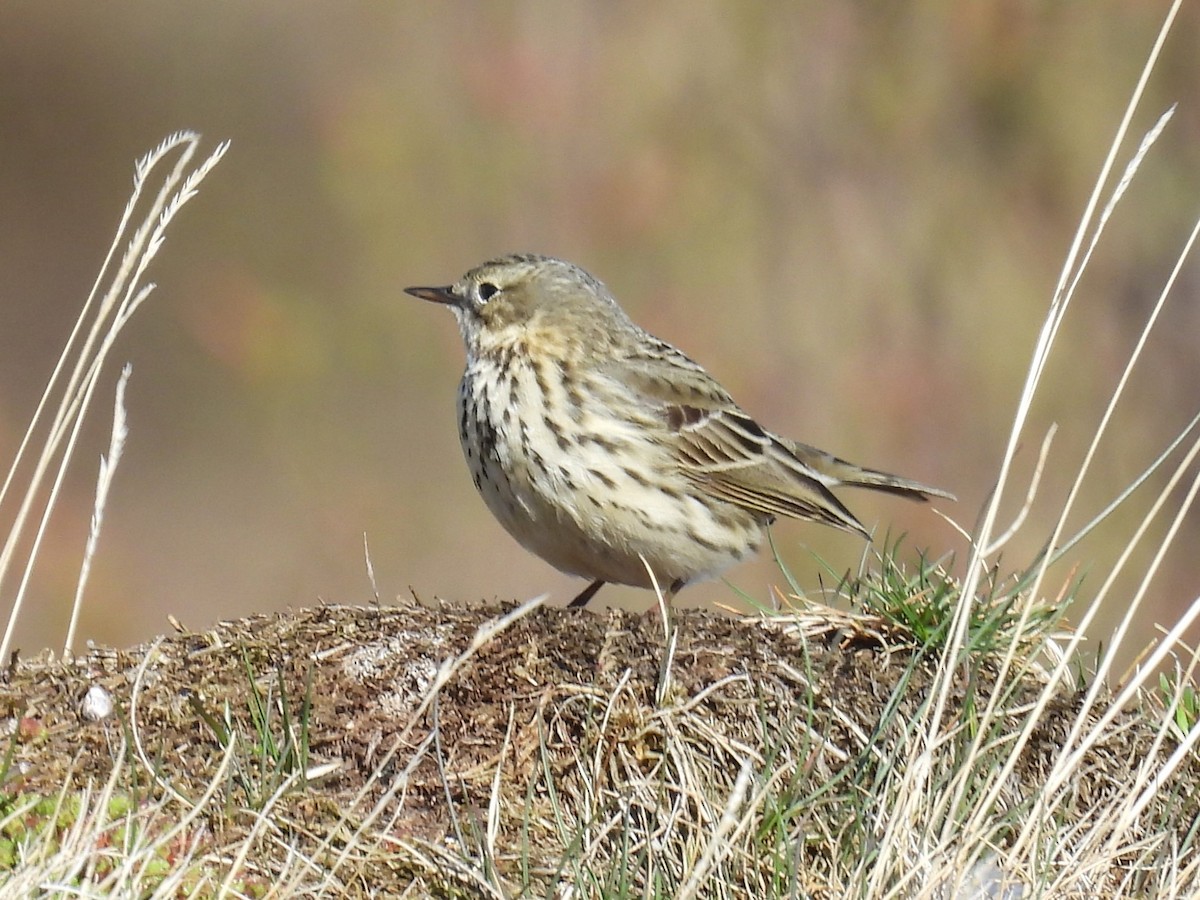 Meadow Pipit - ML621106996