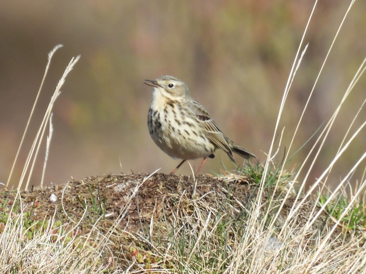 Meadow Pipit - ML621106997
