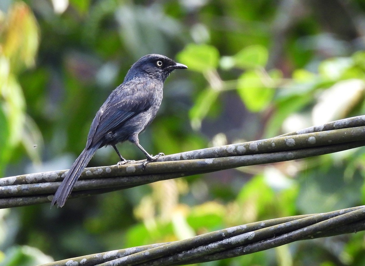 Yellow-eyed Black-Flycatcher - ML621107042