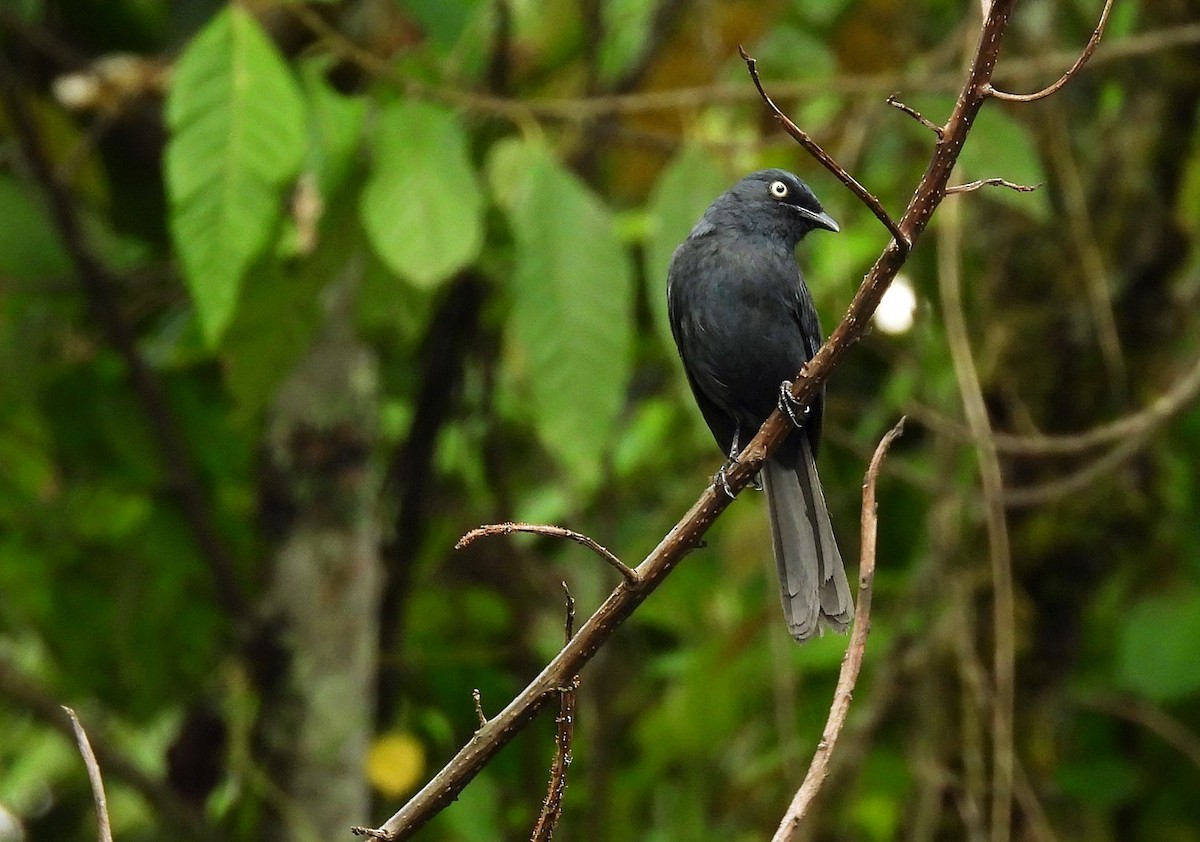 Yellow-eyed Black-Flycatcher - ML621107043