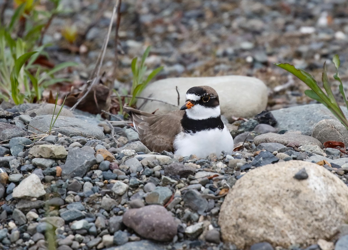Semipalmated Plover - ML621107047