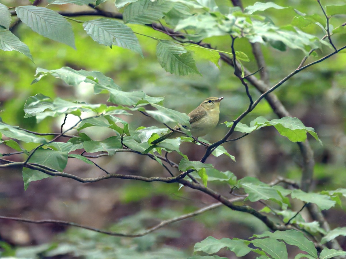 Green Warbler - ML621107049