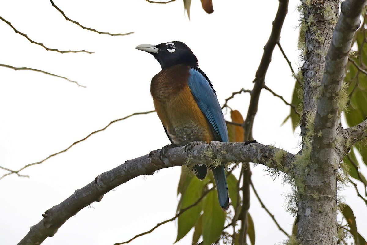 Blue Bird-of-Paradise - ML621107050