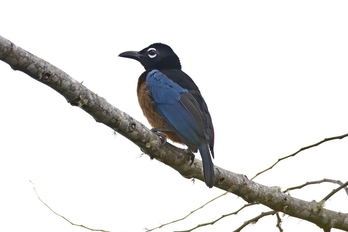 Blue Bird-of-Paradise - ML621107051