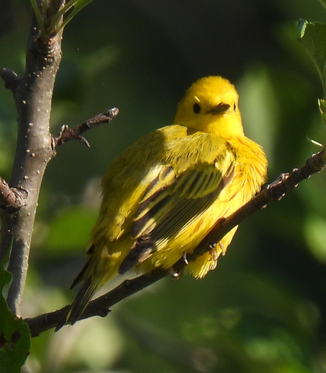 Yellow Warbler - ML621107074