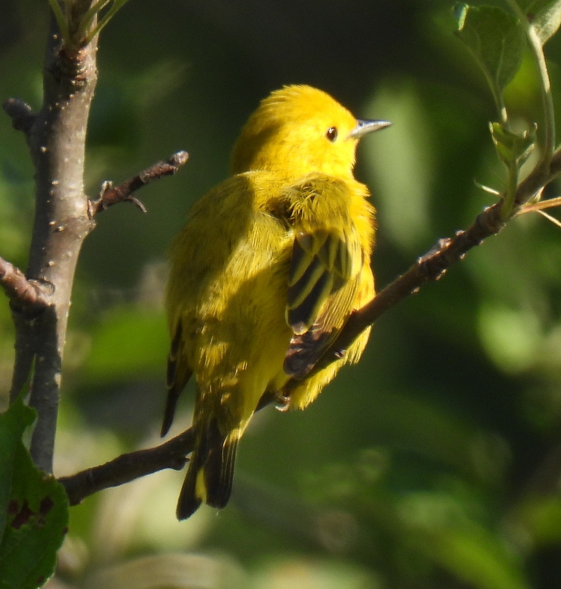 Paruline jaune - ML621107075