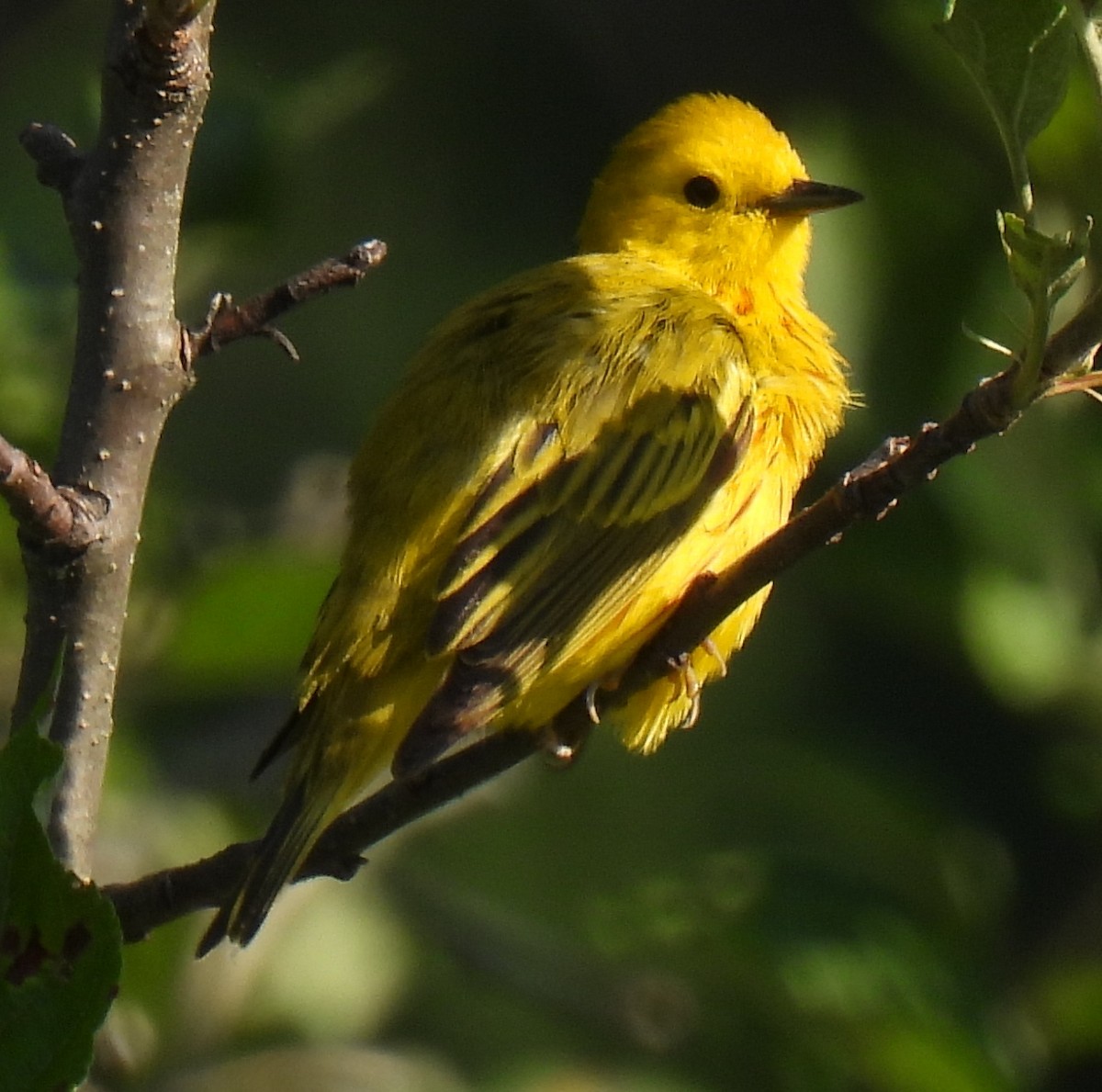 Paruline jaune - ML621107076