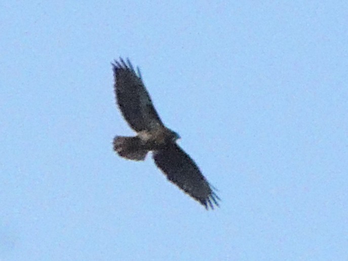 Rufous-tailed Hawk - ML621107085