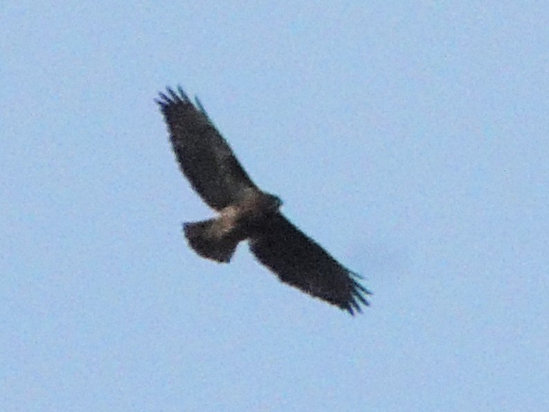Rufous-tailed Hawk - ML621107086