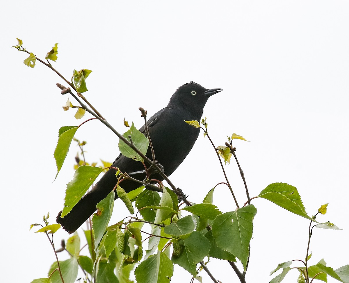 Rusty Blackbird - ML621107122