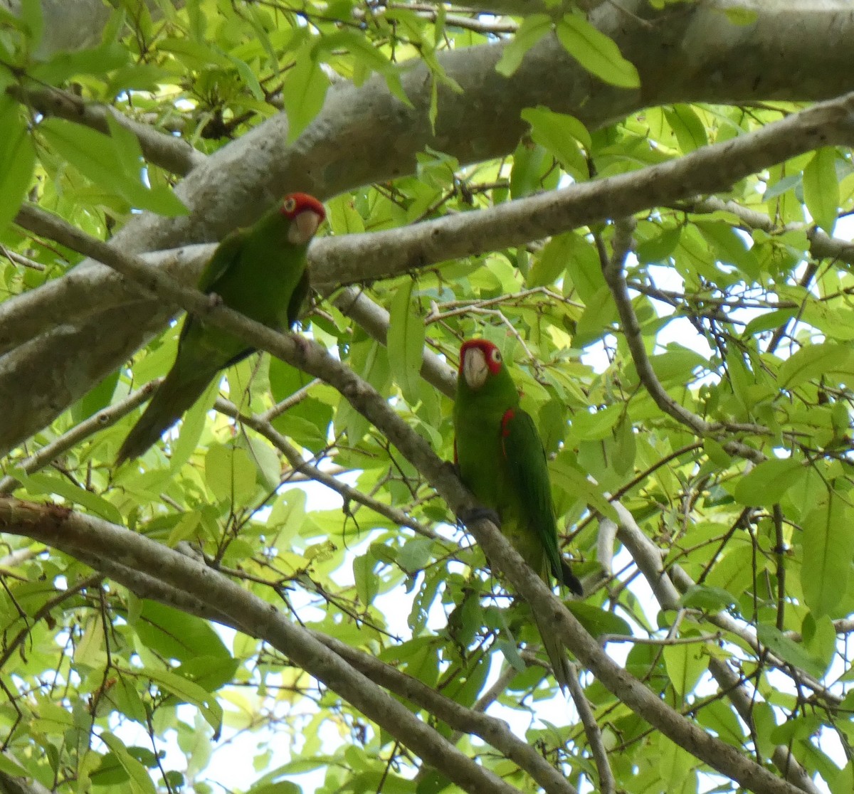 Guayaquil Papağanı - ML621107180