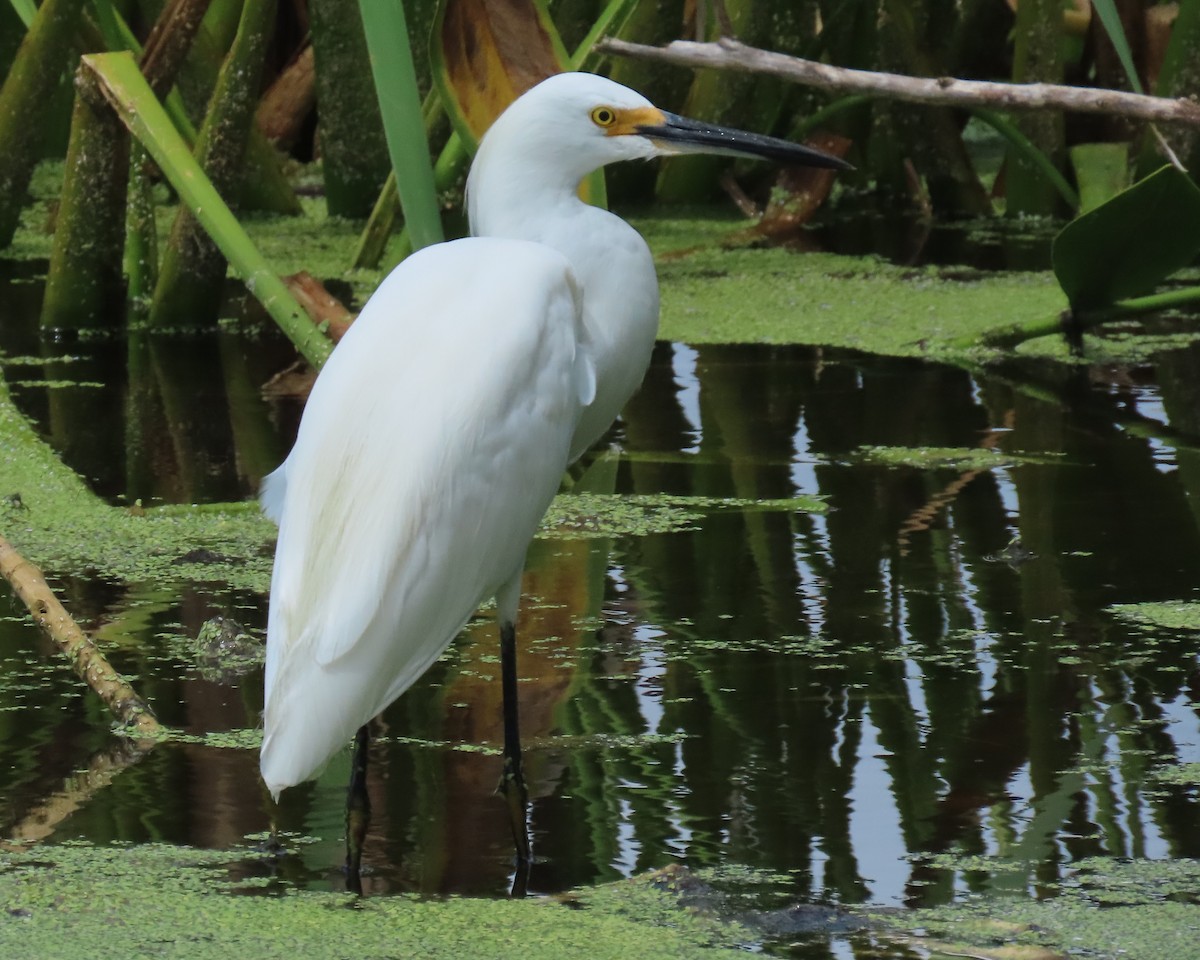 Snowy Egret - Laurie Witkin