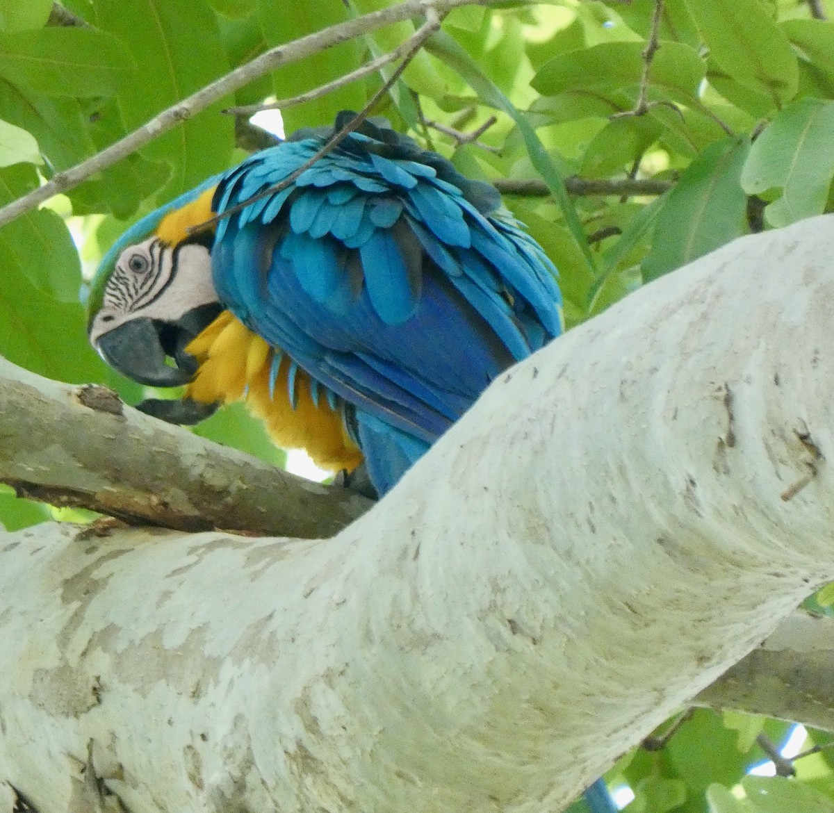 Blue-and-yellow Macaw - ML621107191