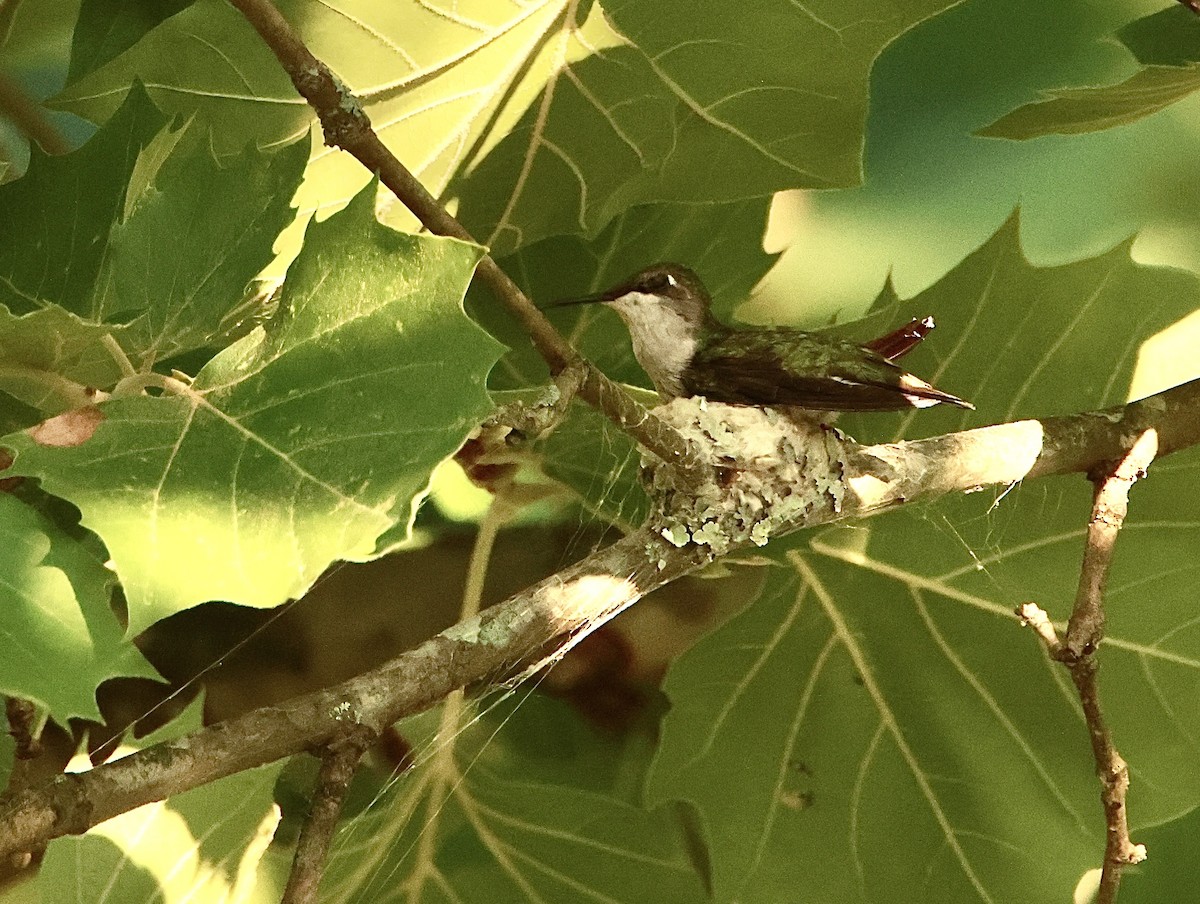 Ruby-throated Hummingbird - ML621107227