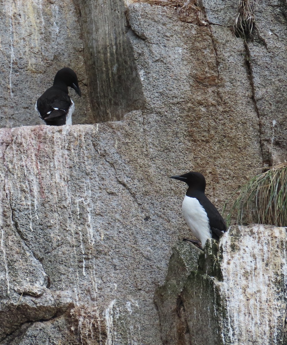 Thick-billed Murre - ML621107231