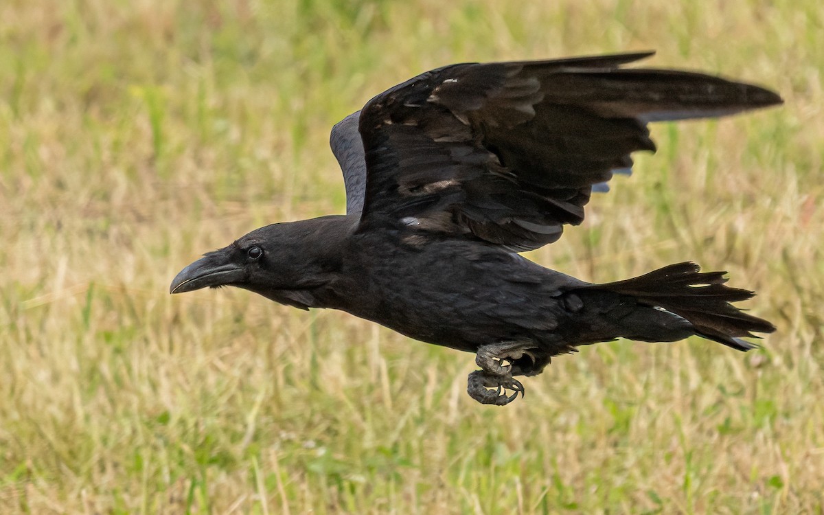 Common Raven - ML621107299
