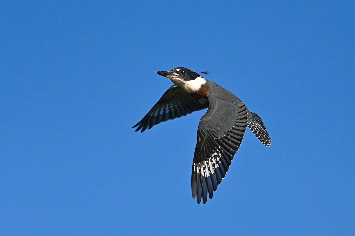 Belted Kingfisher - ML621107320